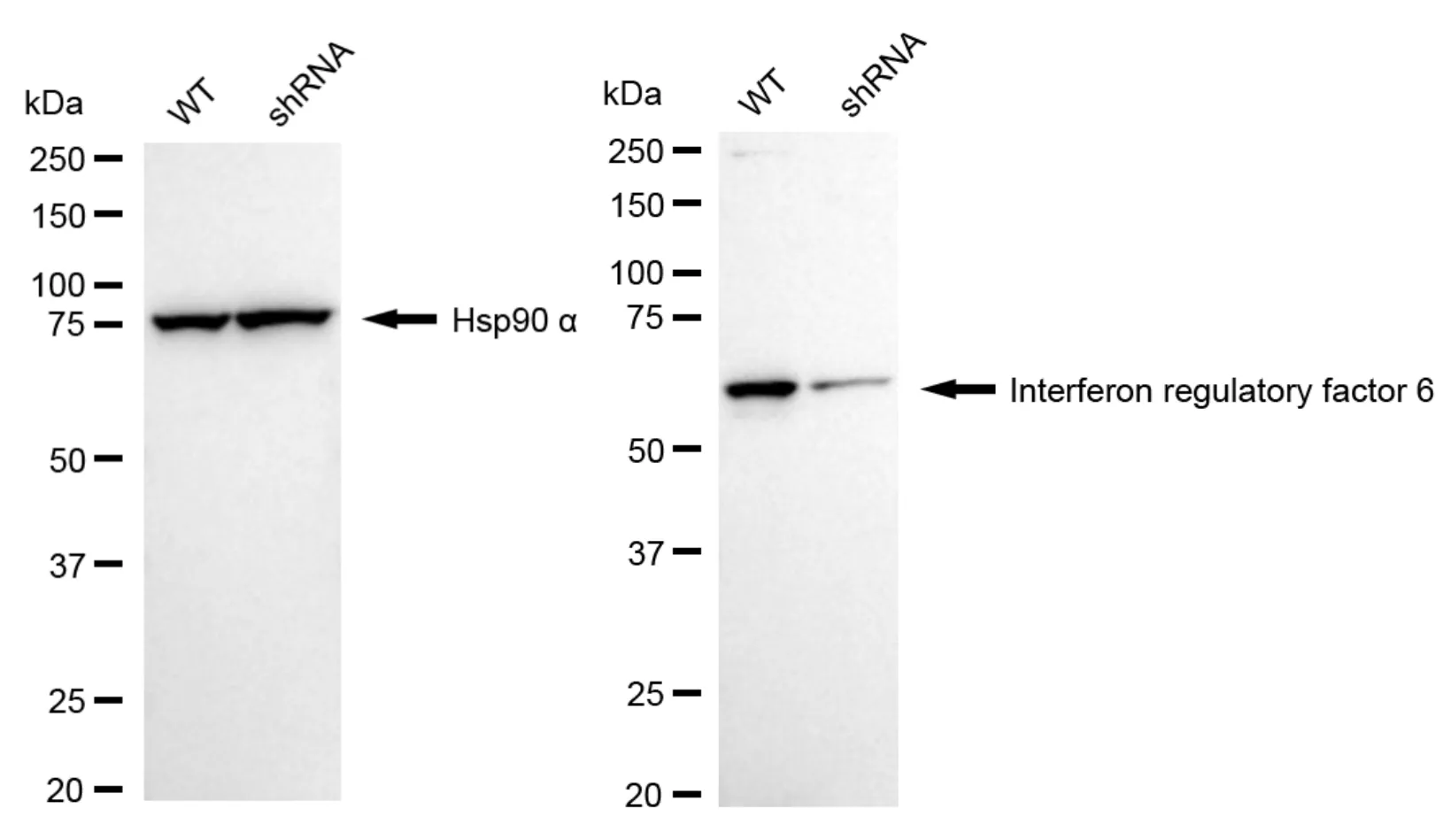 KD-Validated Interferon Regulatory Factor 6 Recombinant Rabbit Monoclonal Antibody