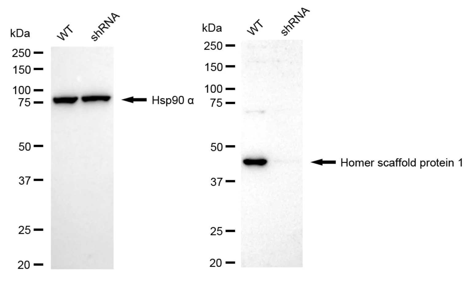 KD-Validated Homer Scaffold Protein 1 Recombinant Rabbit Monoclonal Antibody