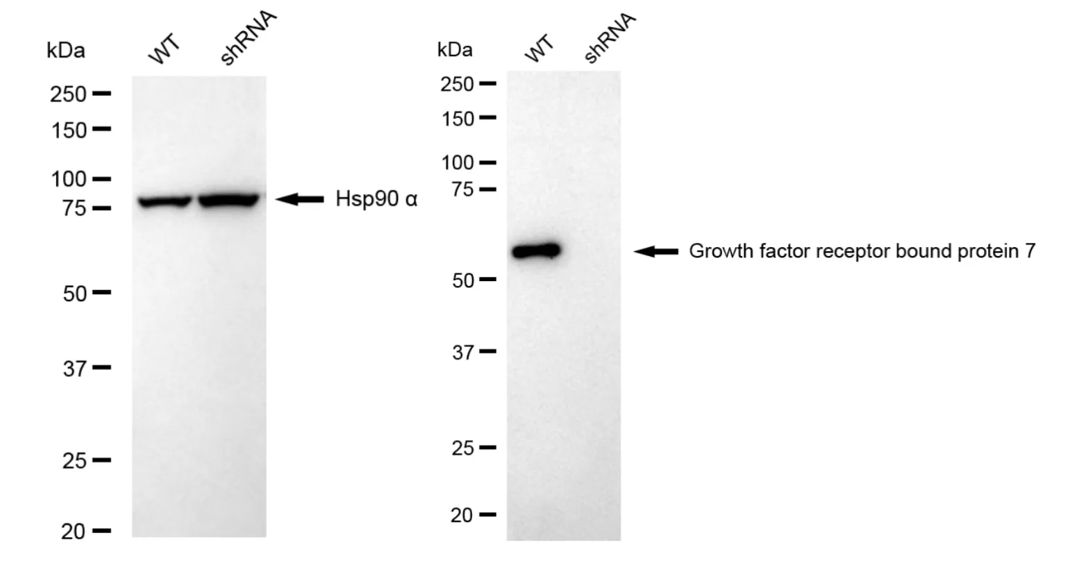 KD-Validated Growth factor receptor bound protein 7 Recombinant Rabbit Monoclonal Antibody