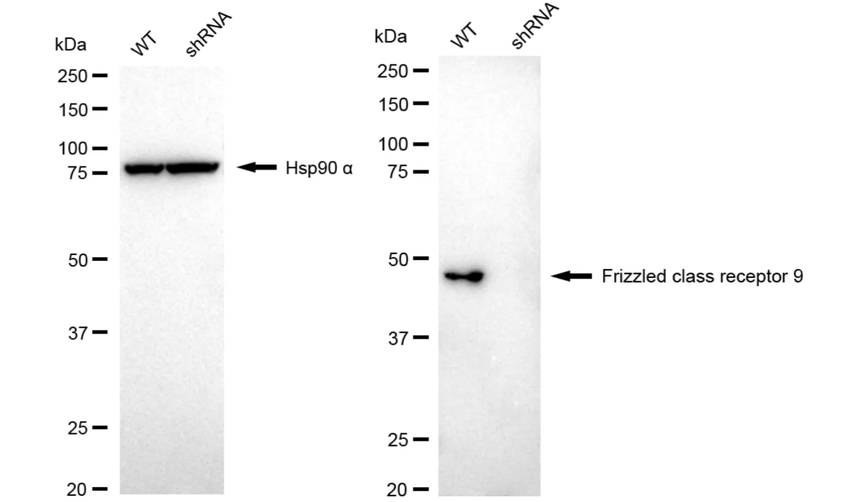 KD-Validated Frizzled Class Receptor 9 Recombinant Rabbit Monoclonal Antibody