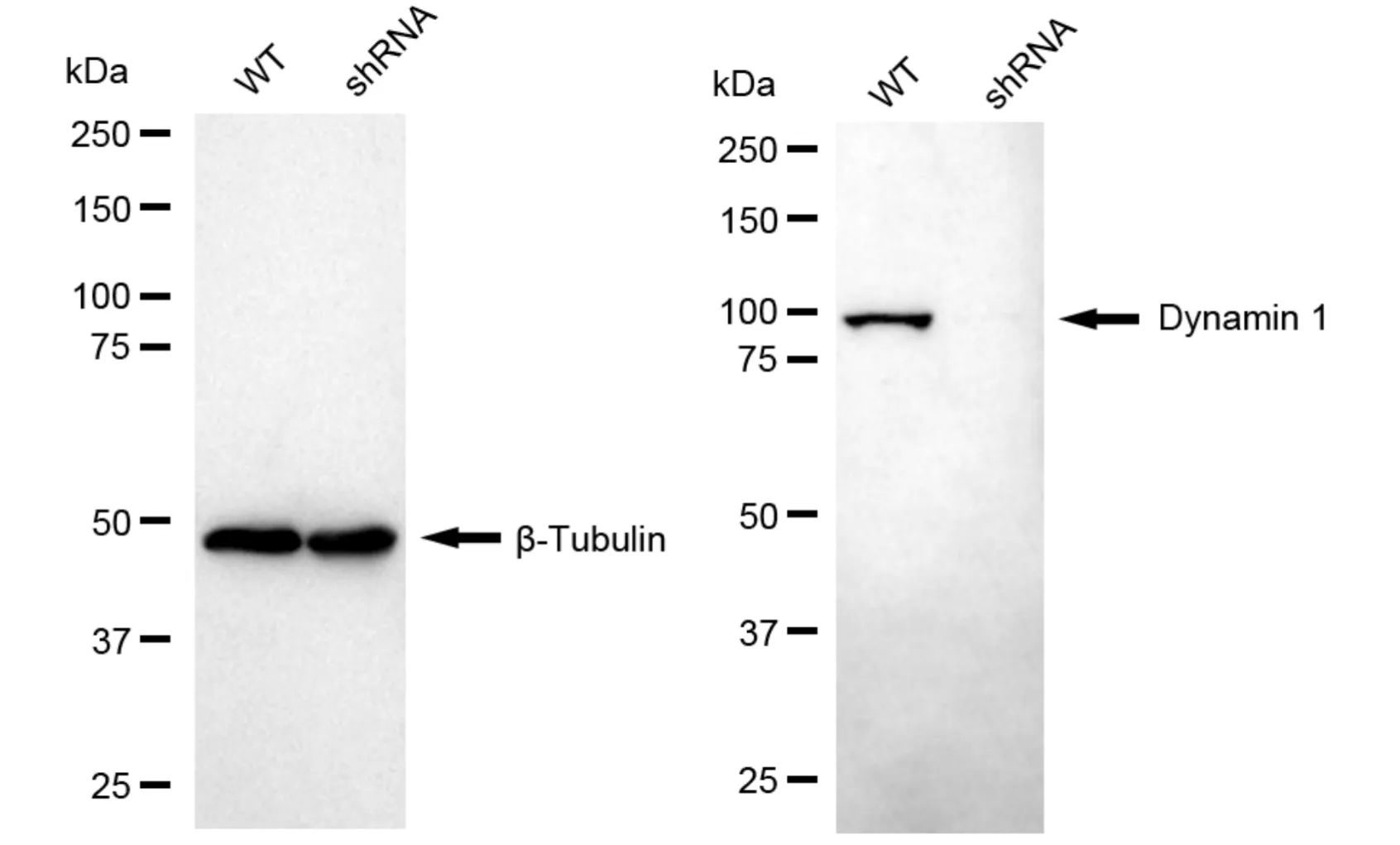 KD-Validated Dynamin 1 Recombinant Rabbit Monoclonal Antibody