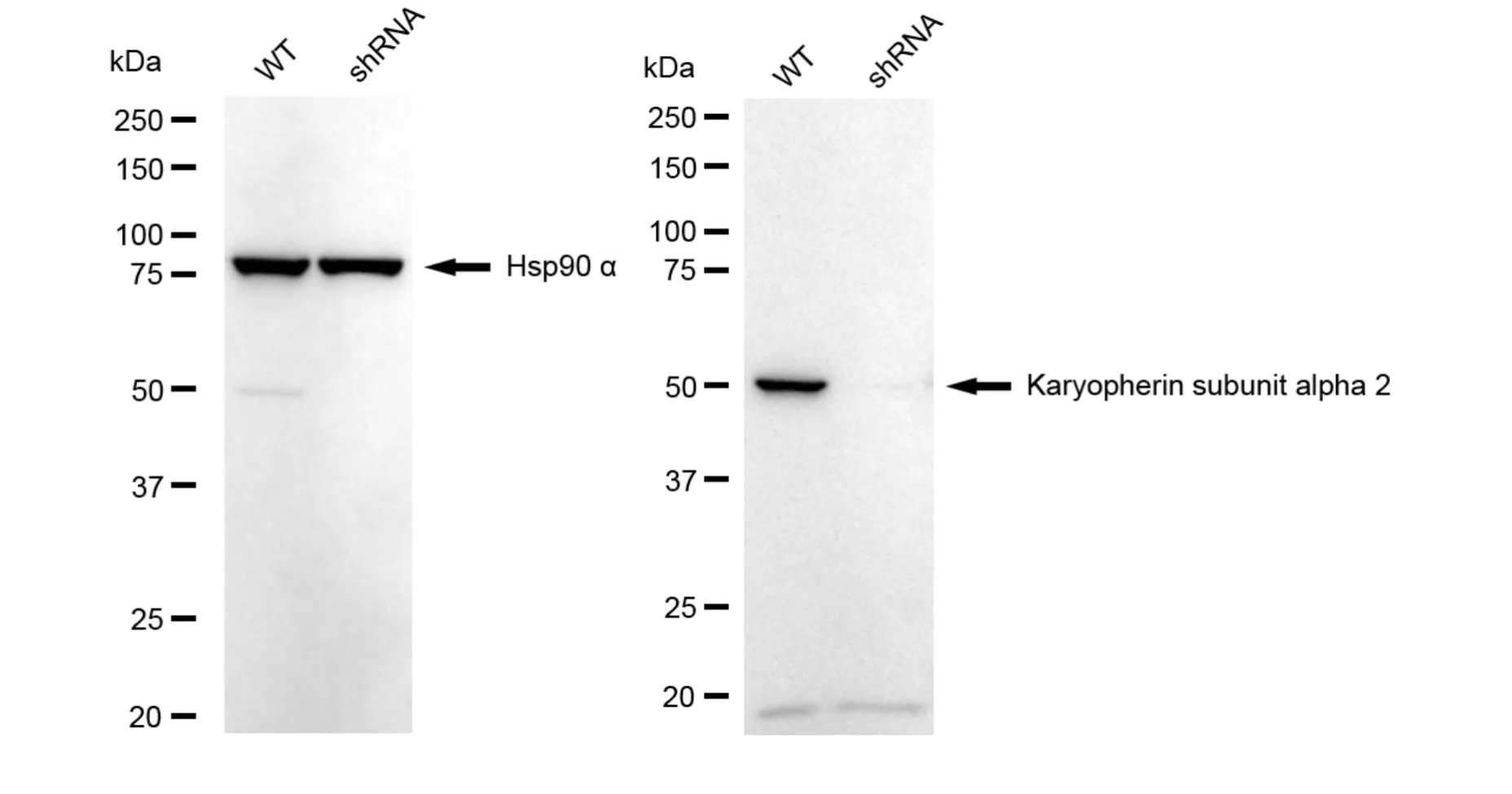 KD-Validated Karyopherin Subunit Alpha 2 Recombinant Rabbit Monoclonal Antibody