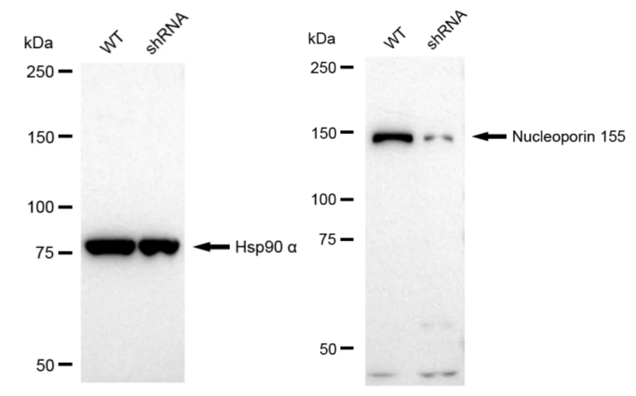 KD-Validated Nucleoporin 155 Recombinant Rabbit Monoclonal Antibody