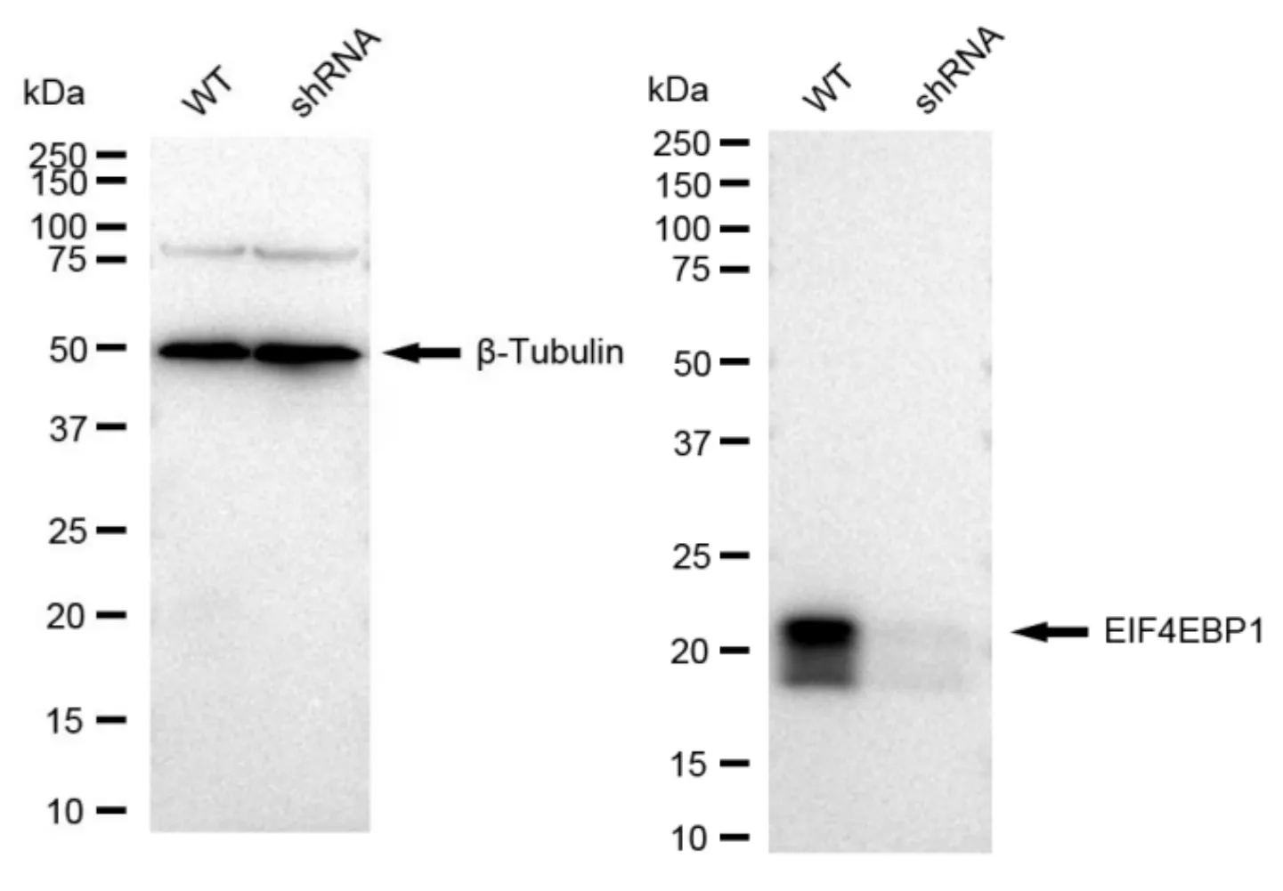 KD-Validated EIF4EBP1 Recombinant Rabbit Monoclonal Antibody