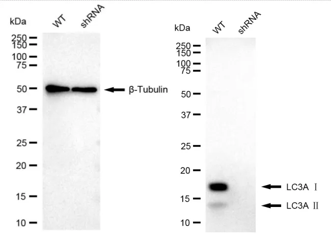 KD-Validated MAP1LC3A Recombinant Rabbit Monoclonal Antibody