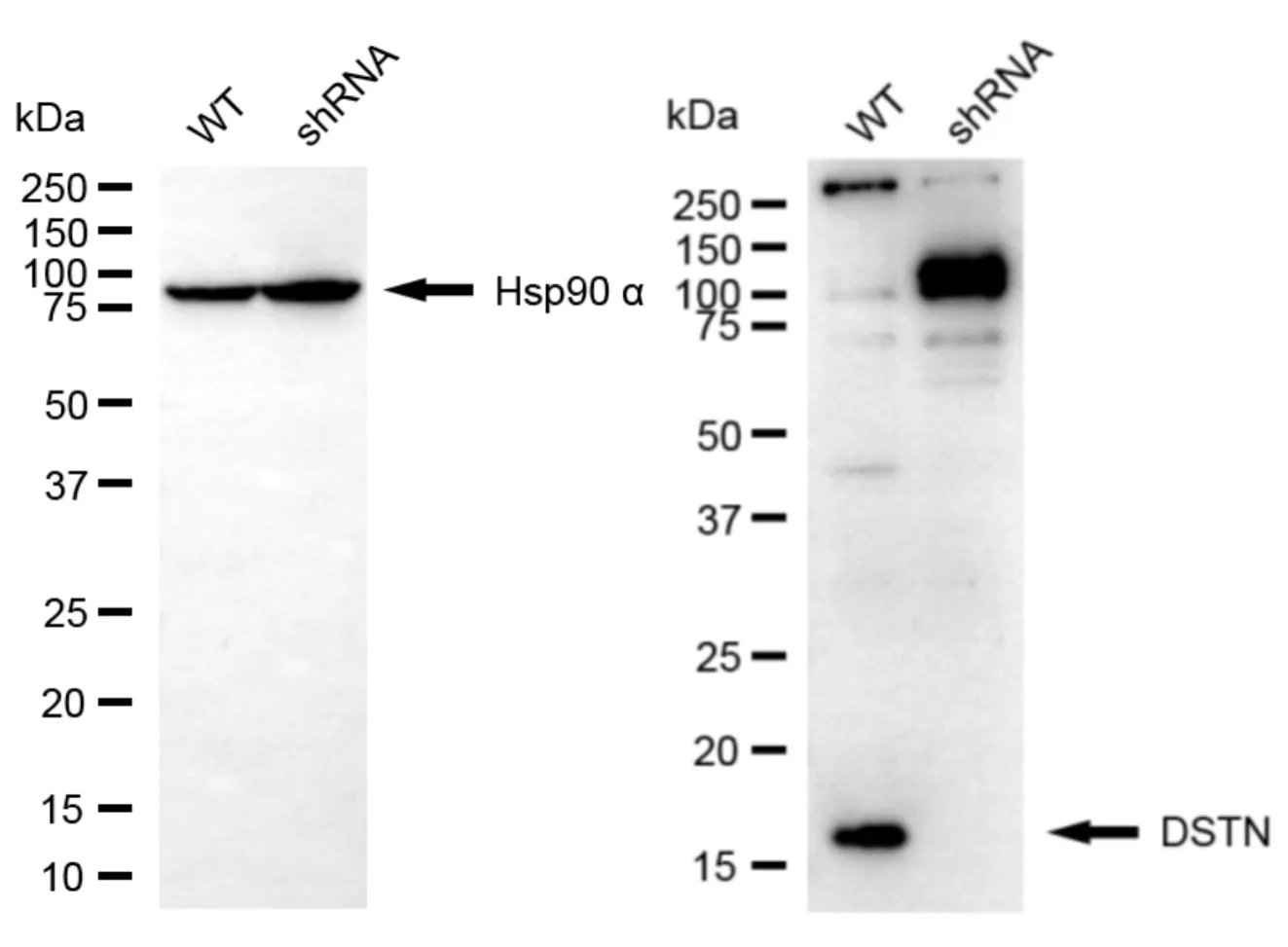 KD-Validated DSTN Recombinant Rabbit Monoclonal Antibody