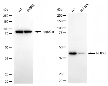 KD-Validated NUDC Recombinant Rabbit Monoclonal Antibody
