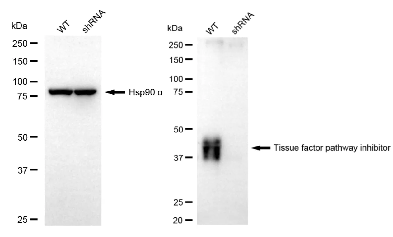 KD-Validated Tissue Factor Pathway Inhibitor Recombinant Rabbit Monoclonal Antibody