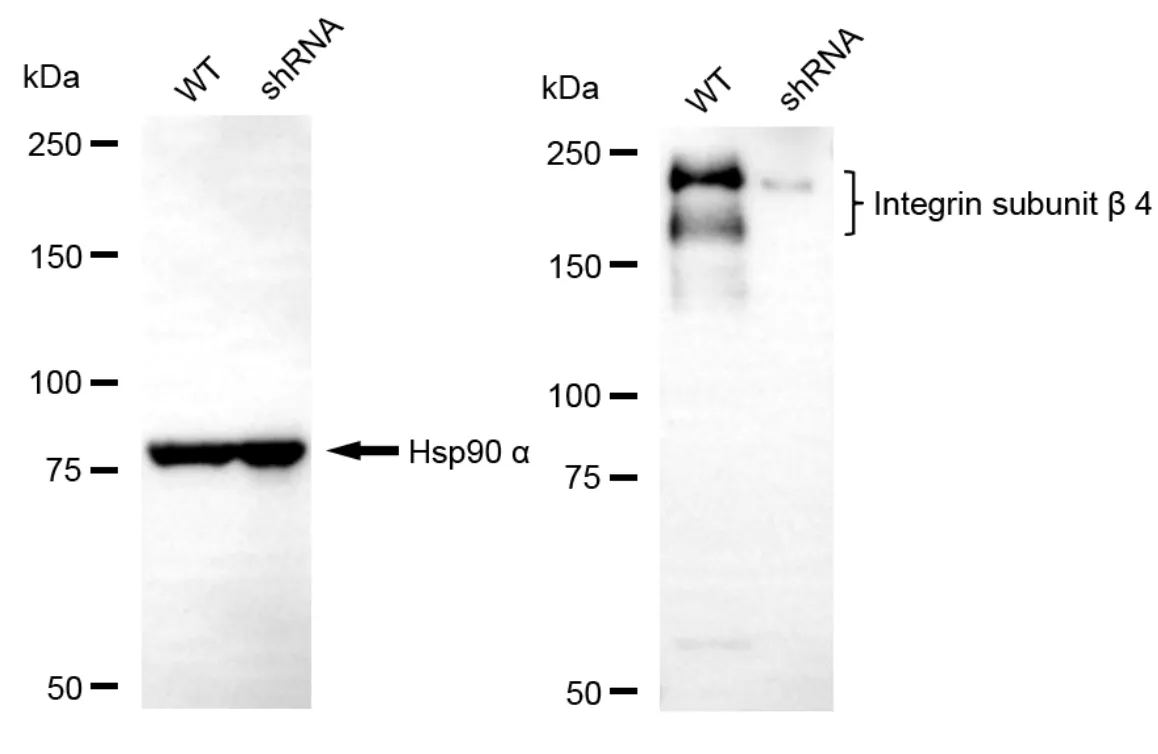KD-Validated Integrin Subunit Beta 4 Recombinant Rabbit Monoclonal Antibody