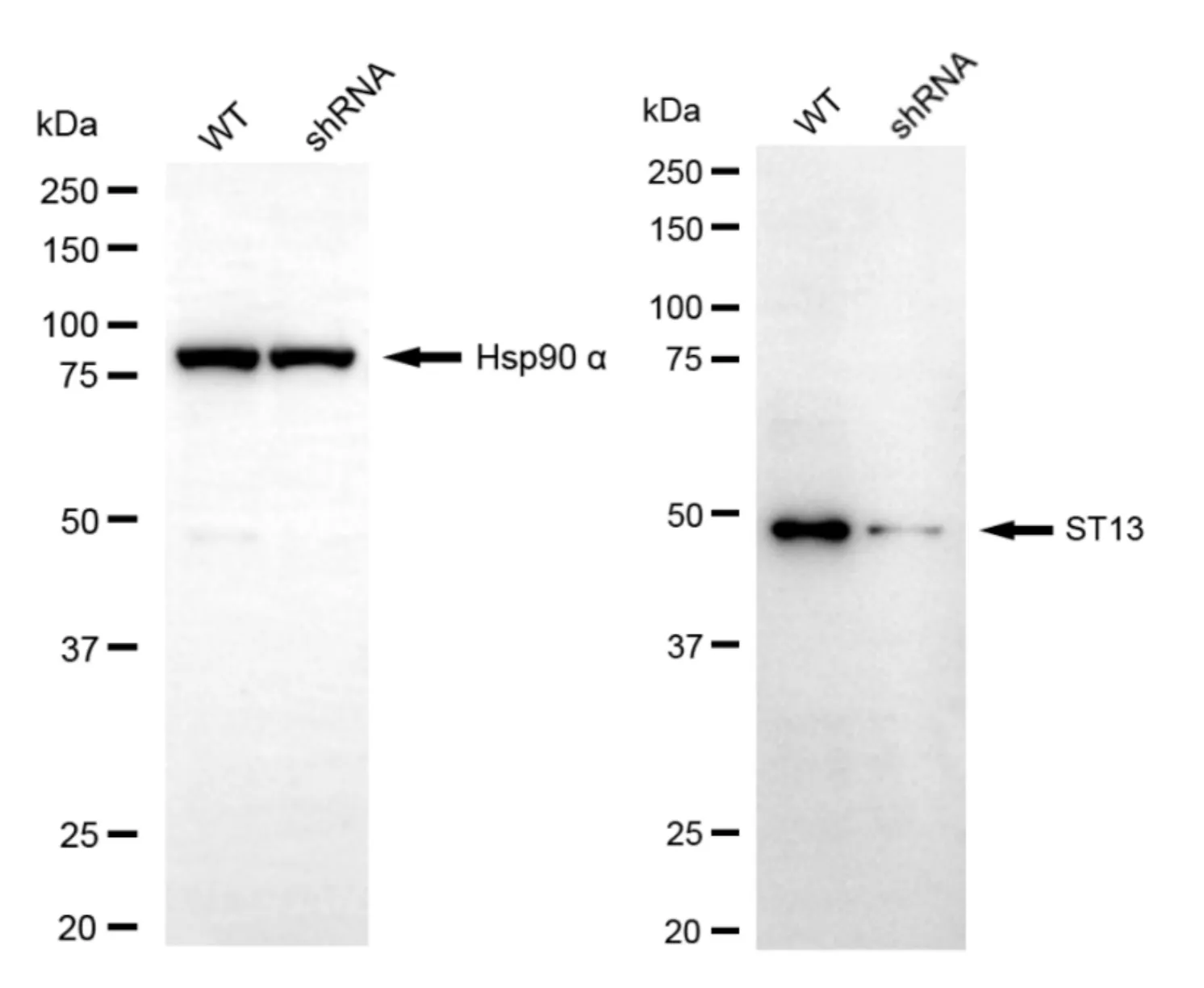 KD-Validated ST13 Mouse Monoclonal Antibody