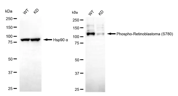 KD-Validated Phospho-Rb (S780) Recombinant Rabbit Monoclonal Antibody