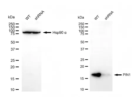 KD-Validated PIN1 Mouse Monoclonal Antibody
