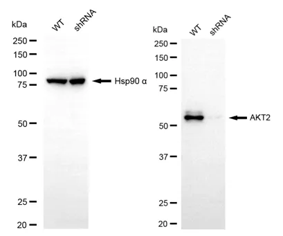 KD-Validated AKT2 Mouse Monoclonal Antibody