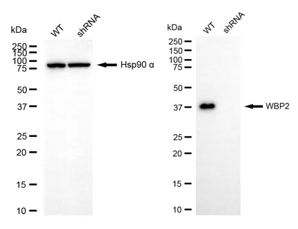 KD-Validated WBP2 Mouse Monoclonal Antibody