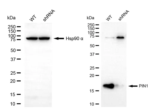 KD-Validated PIN1 Mouse Monoclonal Antibody