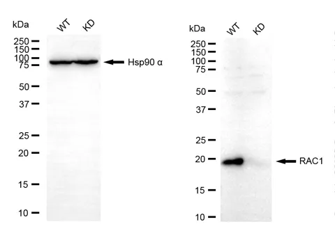 KD-Validated RAC1 Mouse Monoclonal Antibody