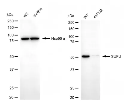 KD-Validated SUFU Mouse Monoclonal Antibody