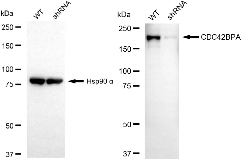 KD-Validated CDC42BPA Mouse Monoclonal Antibody