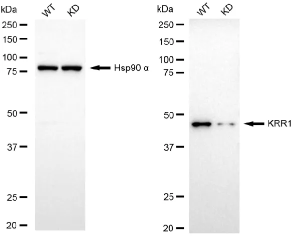KD-Validated KRR1 Mouse Monoclonal Antibody