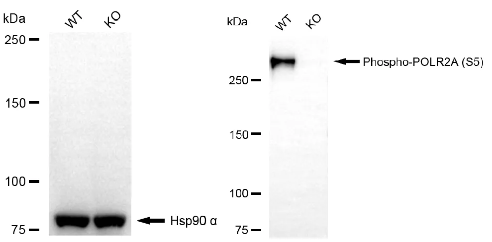 KO-Validated Phospho-POLR2A (S5) Recombinant Rabbit Monoclonal Antibody