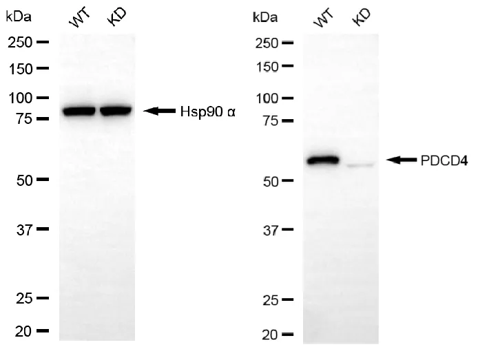 KD-Validated PDCD4 Recombinant Rabbit Monoclonal Antibody
