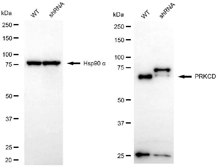KD-Validated PRKCD Rabbit Polyclonal Antibody
