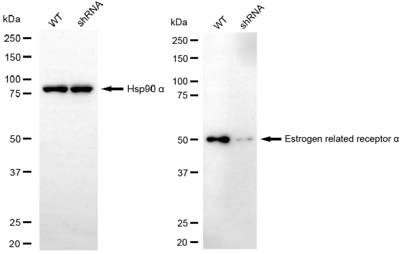KD-Validated Estrogen Related Receptor Alpha Recombinant Rabbit Monoclonal Antibody