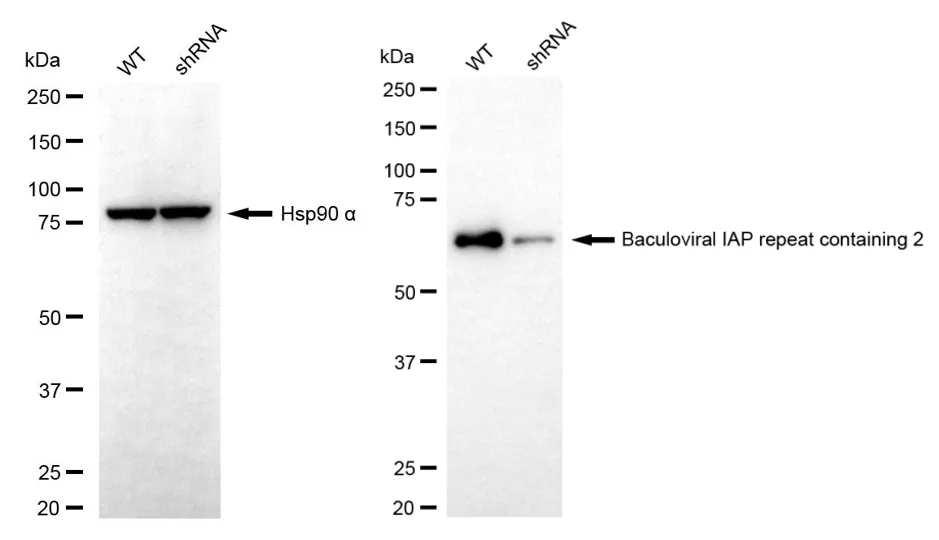 KD-Validated Baculoviral IAP Repeat Containing 2 Recombinant Rabbit Monoclonal Antibody