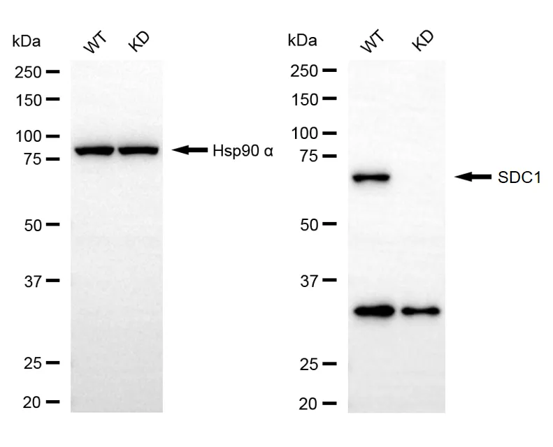 KD-Validated Syndecan 1 Mouse Monoclonal Antibody
