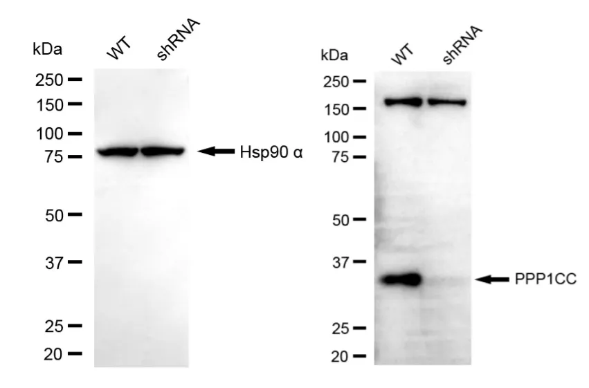 KD-Validated PPP1CC Mouse Monoclonal Antibody