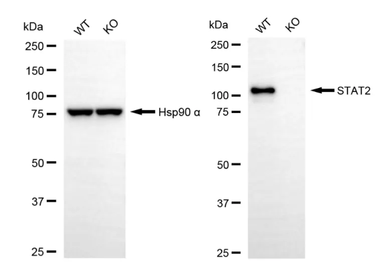 KO-Validated STAT2 Recombinant Rabbit Monoclonal Antibody