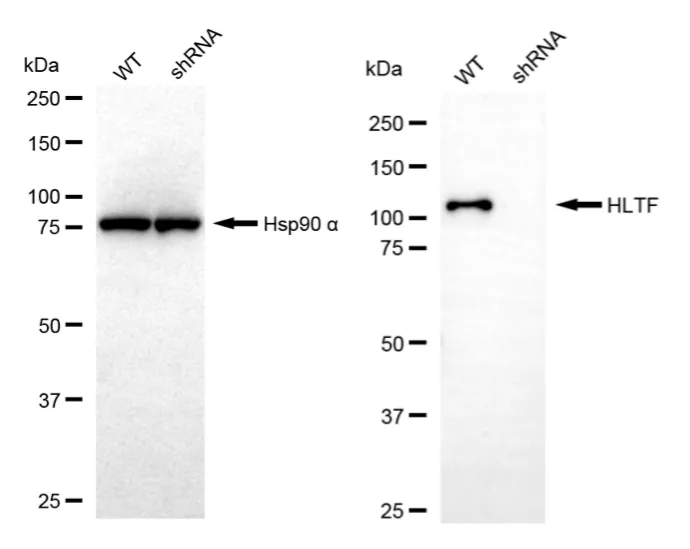 KD-Validated Helicase like transcription factor Mouse Monoclonal Antibody