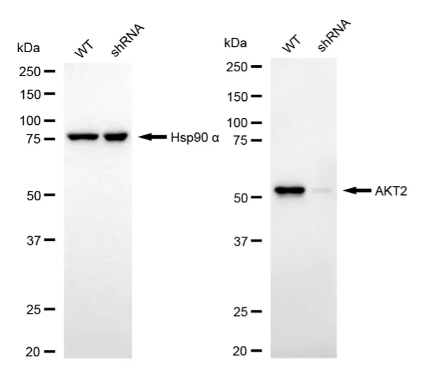 KD-Validated AKT2 Mouse Monoclonal Antibody