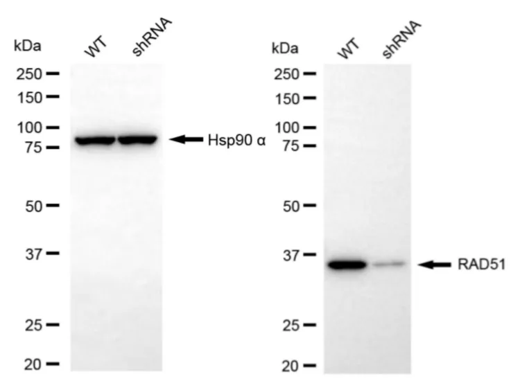 KD-Validated RAD51 Mouse Monoclonal Antibody