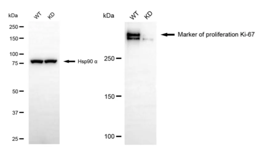 KD-Validated MKI67 Mouse Monoclonal Antibody
