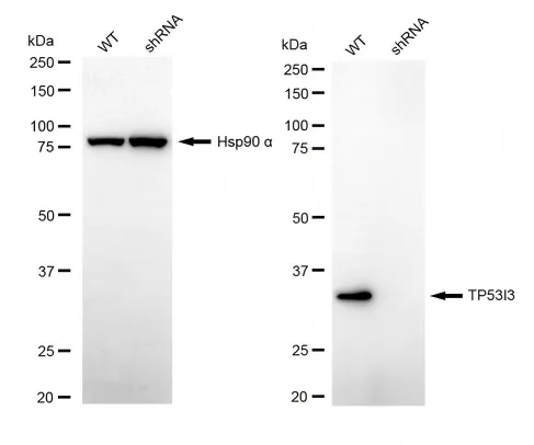 KD-Validated TP53I3 Mouse Monoclonal Antibody