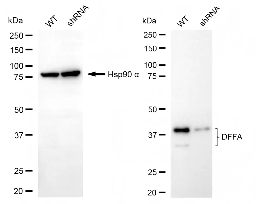 KD-Validated DFFA Mouse Monoclonal Antibody