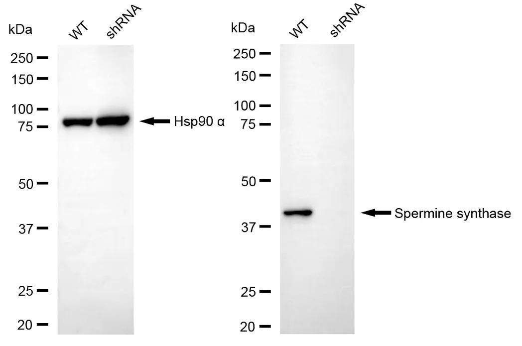 KD-Validated Spermine Synthase Mouse Monoclonal Antibody
