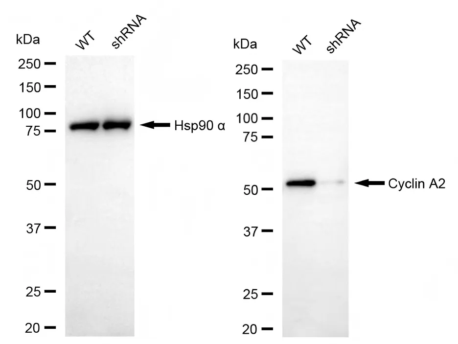 KD-Validated Cyclin A2 Mouse Monoclonal Antibody
