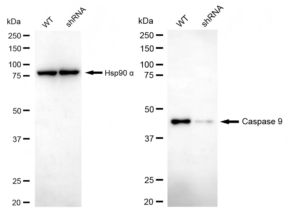 KD-Validated Caspase 9 Mouse Monoclonal Antibody