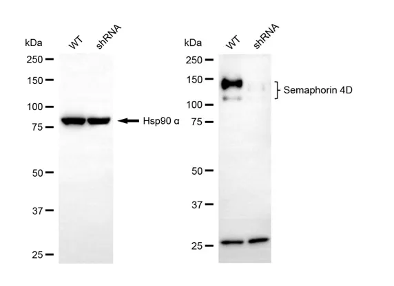 KD-Validated Semaphorin 4D Recombinant Rabbit Monoclonal Antibody