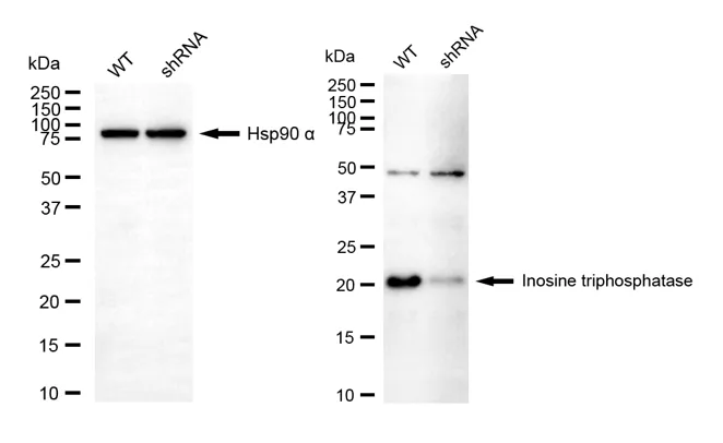 KD-Validated Inosine Triphosphatase Recombinant Rabbit Monoclonal Antibody