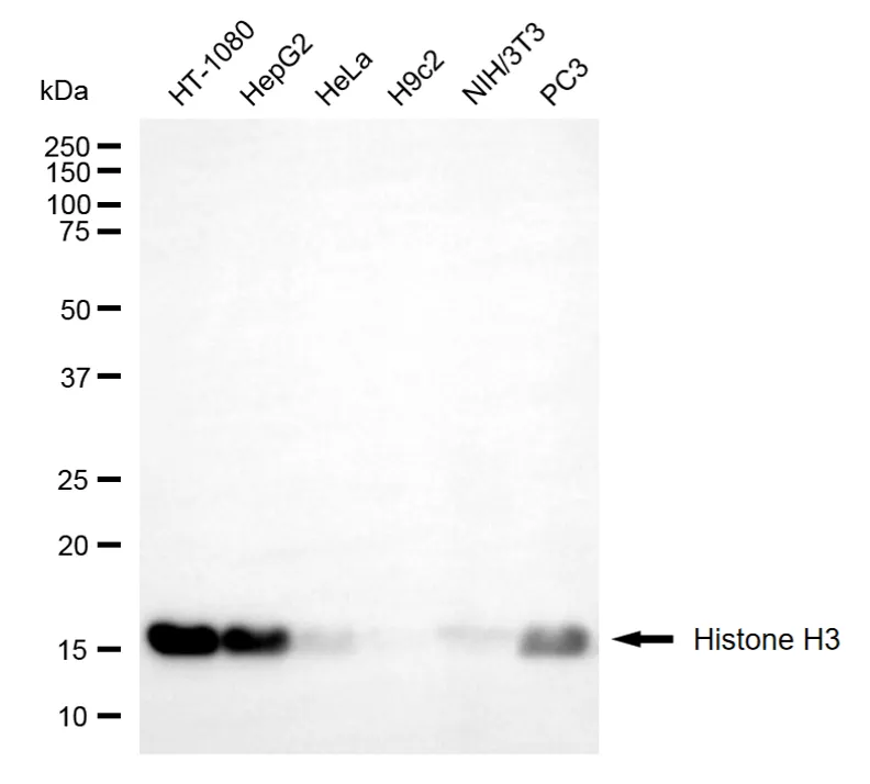 WesternBlot(WB) - KD-Validated Histone H3 Mouse Monoclonal Antibody KVAb01947