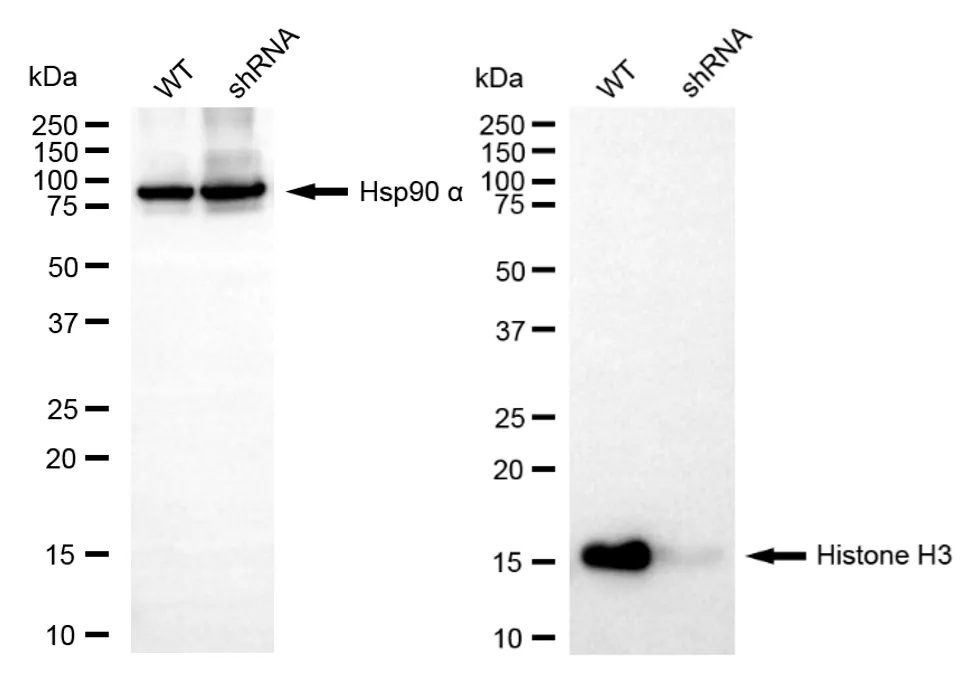 WesternBlot(WB) - KD-Validated Histone H3 Mouse Monoclonal Antibody KVAb01947
