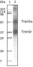 Trim5a Mouse Monoclonal Antibody - Size: 50µl