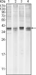 MCL-1 Mouse Monoclonal Antibody - Size: 50µl
