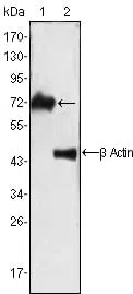 ZAP70 Mouse Monoclonal Antibody - Size: 100µl