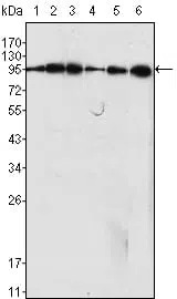 Dynamin-1 Mouse Monoclonal Antibody - Size: 100µl