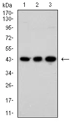 AURKB Mouse Monoclonal Antibody - Size: 50µl