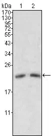 ApoM Mouse Monoclonal Antibody - Size: 100µl